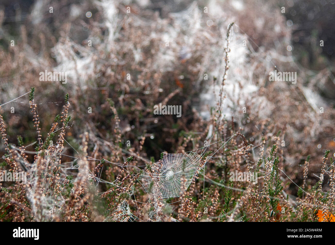 Mutliable spiders webs backlit with the Autumn morning sunshine on small shrubs. Southborough Common, Tunbridge Wells, Kent. Stock Photo