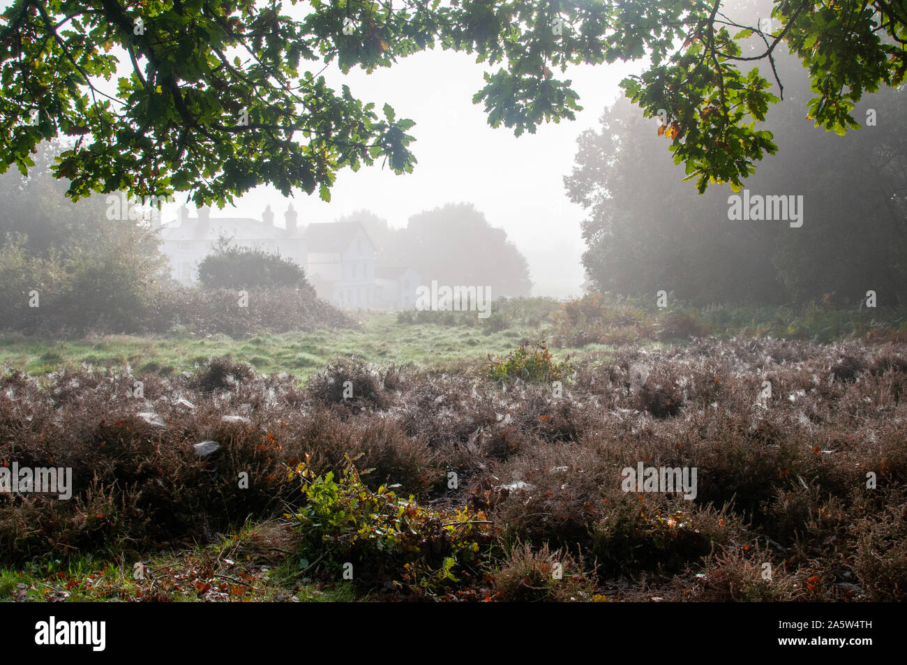 Mutliable spiders webs backlit with the Autumn morning sunshine on small shrubs. Southborough