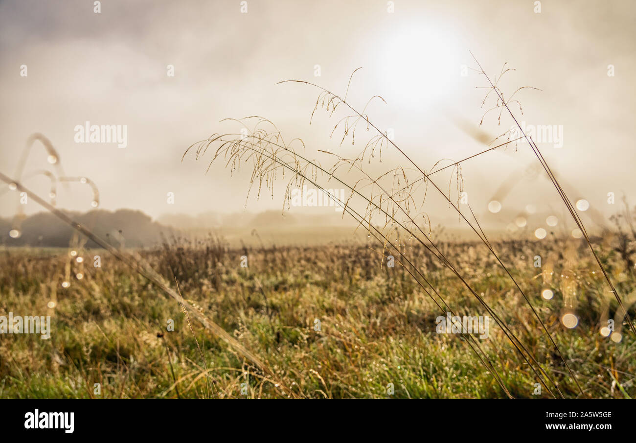 Grasses laden with morning dew on Ditchling Common UK Stock Photo