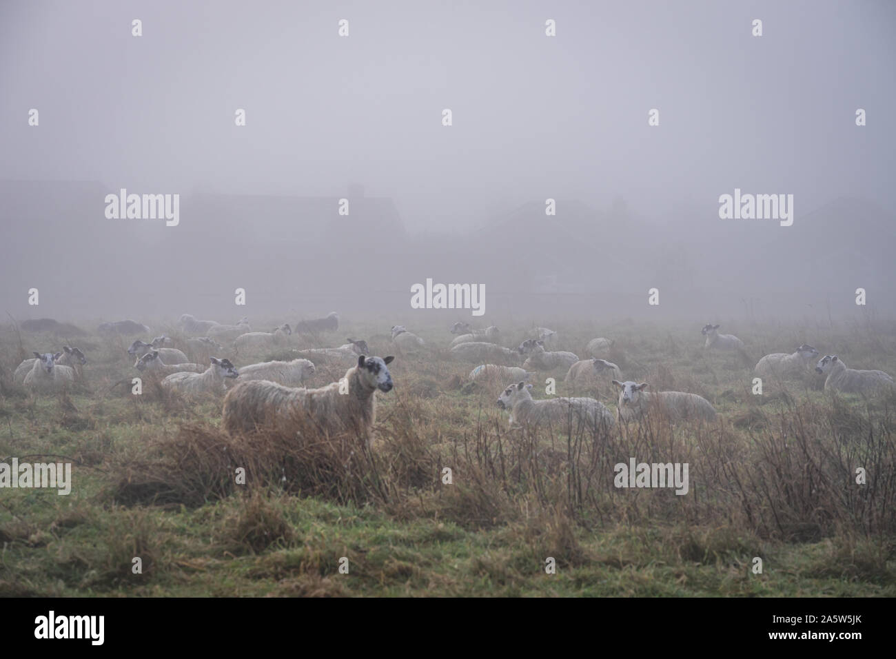 Urban sheep waking in the morning mist on Green Ridge Brighton Stock Photo