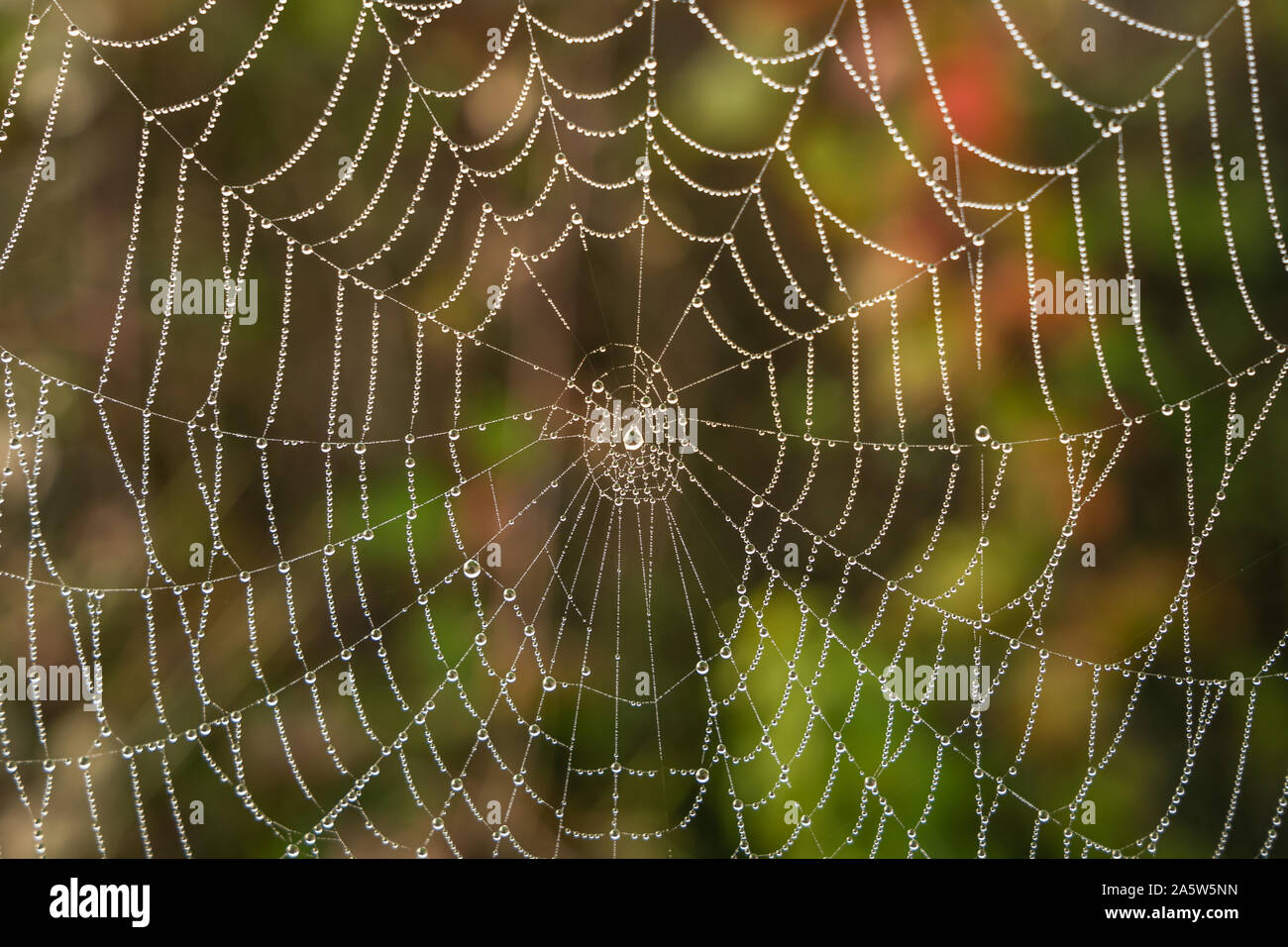 Dew laden orb web on a misty morning with water droplets on Ditchling Common UK Stock Photo
