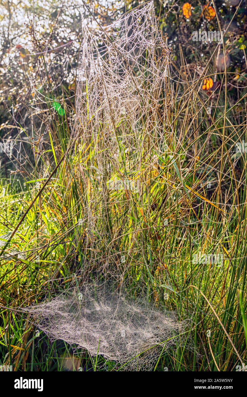 A tangled cobweb in the long hedgerow grass on the edge of Ditchling Common UK Stock Photo