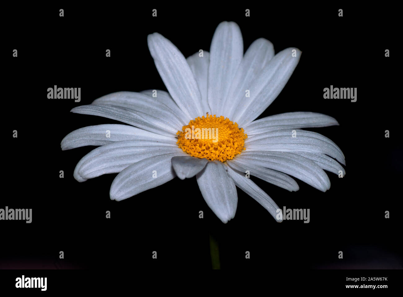 Shasa Daysi   Chrysanthemum maximum Stock Photo