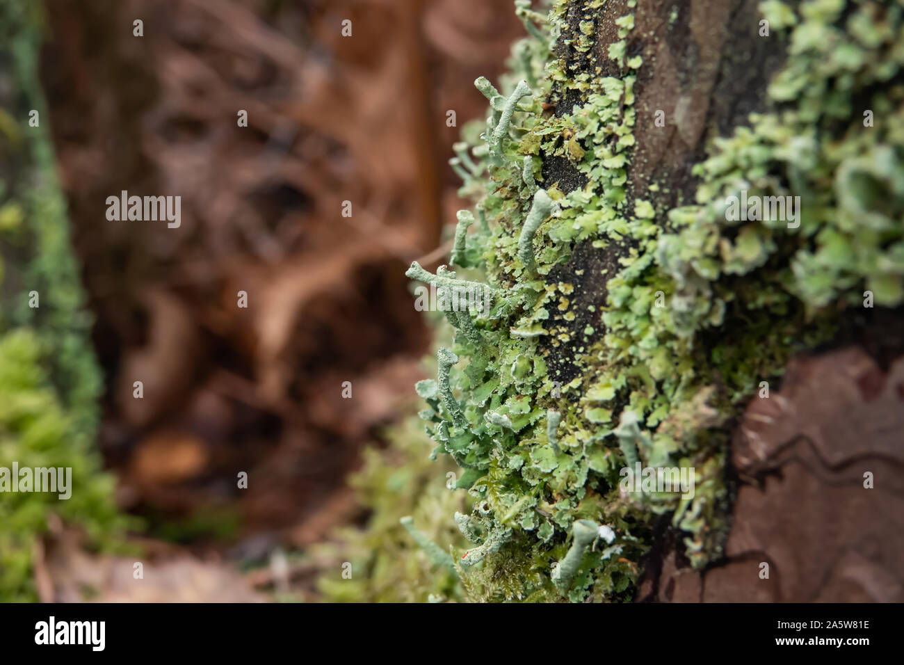 Finger Cup Lichen in Winter Stock Photo