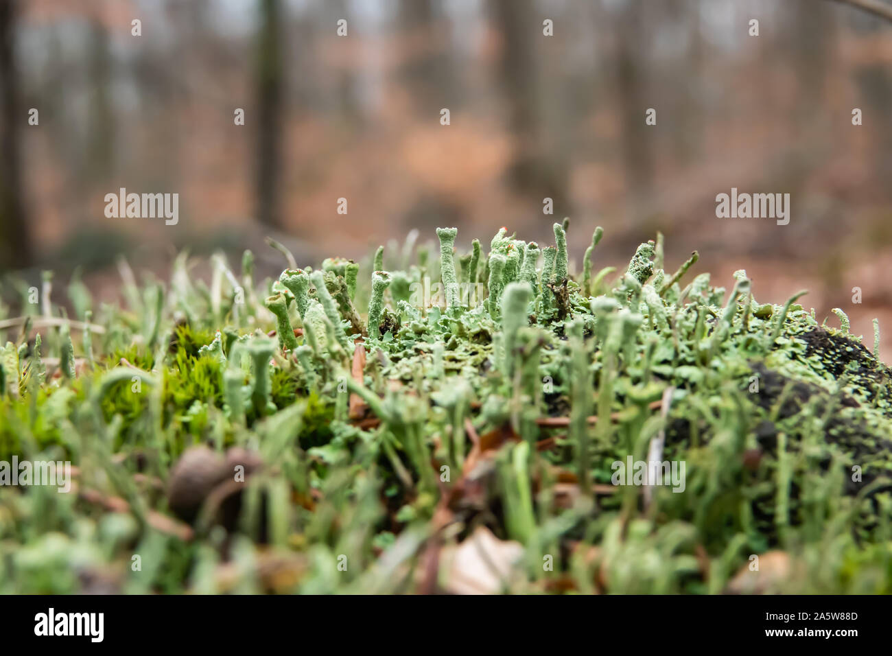 Finger Cup Lichen in Winter Stock Photo