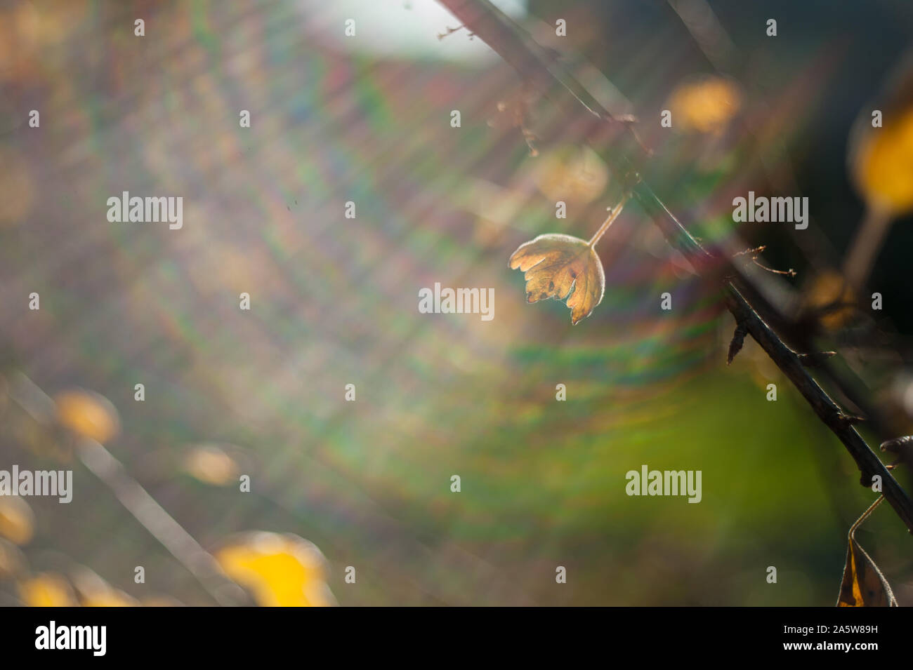Autumn in the park: golden birch tree leaves in the sunlight Stock ...