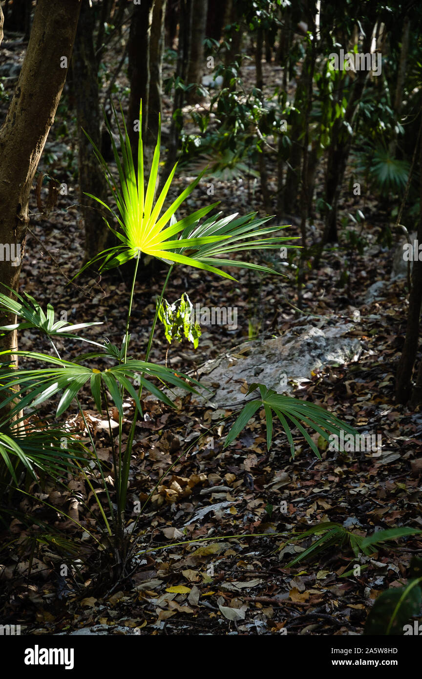 Playa del Carmen, Quintana Roo, Mexico - May 3, 2007: Guano palm in the tropical jungle. Stock Photo
