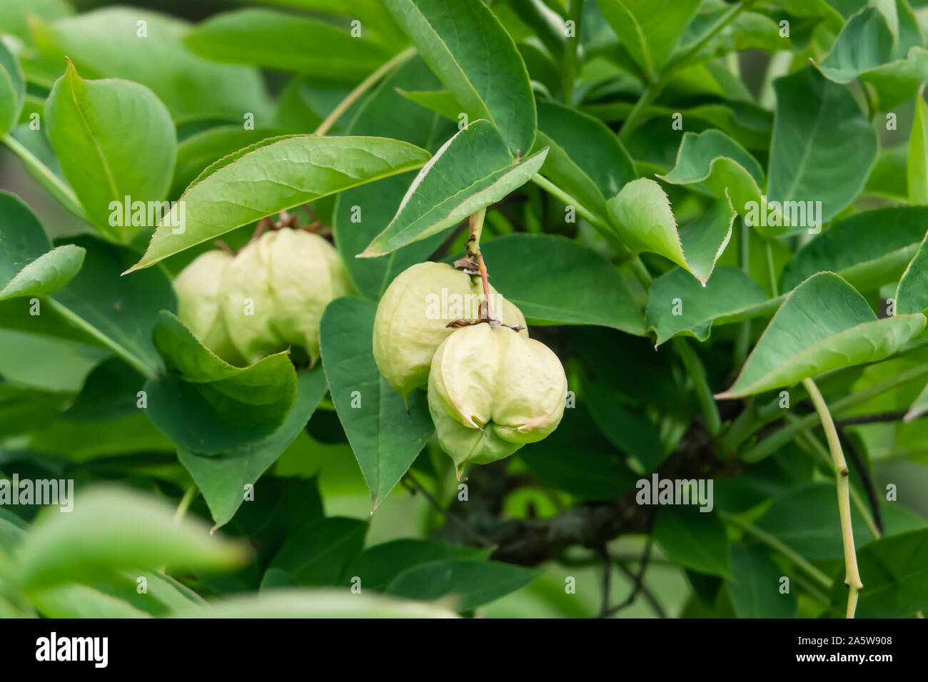 European Bladdernut Fruits in Springtime Stock Photo
