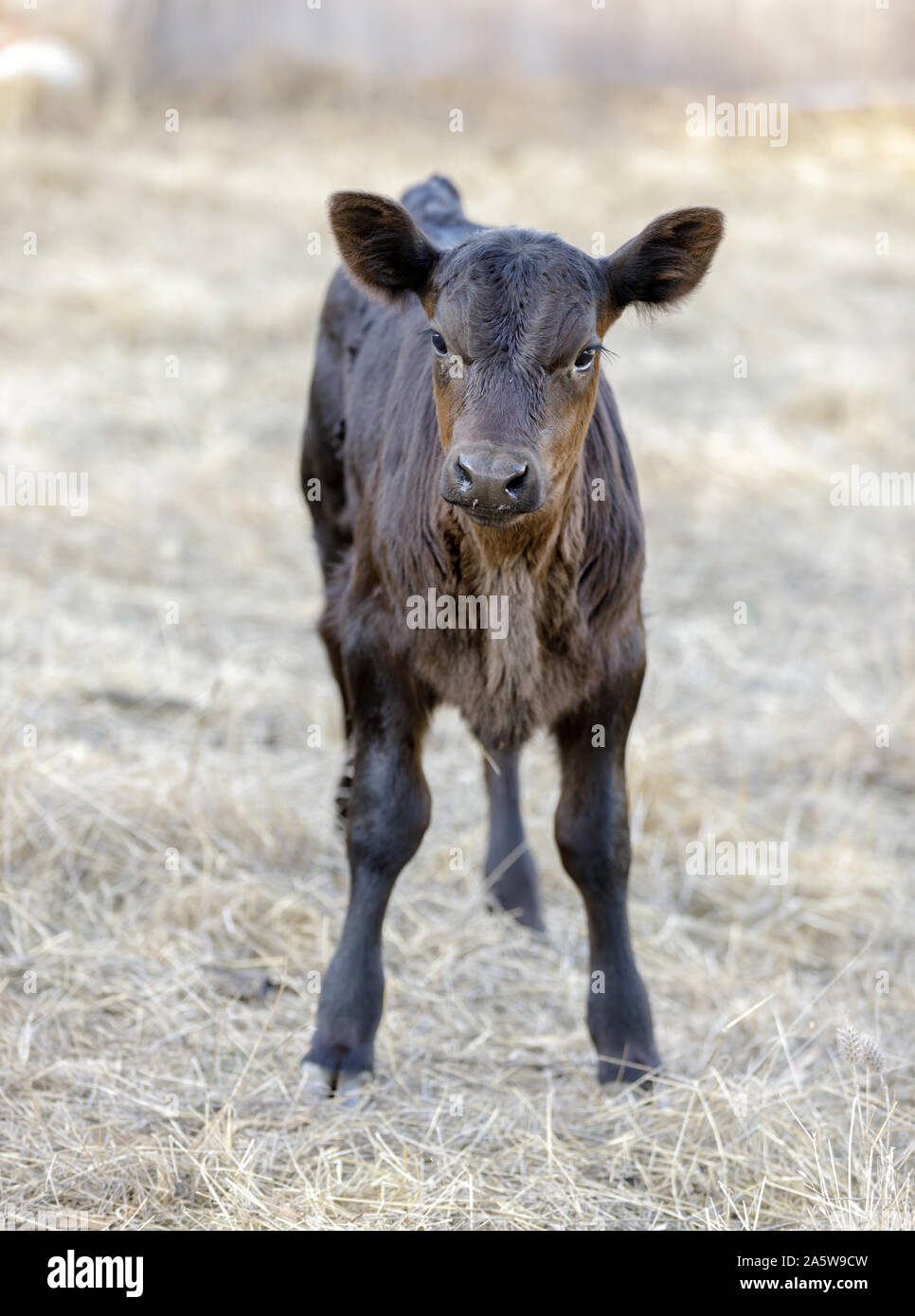 Black baby cow in field hi-res stock photography and images - Alamy