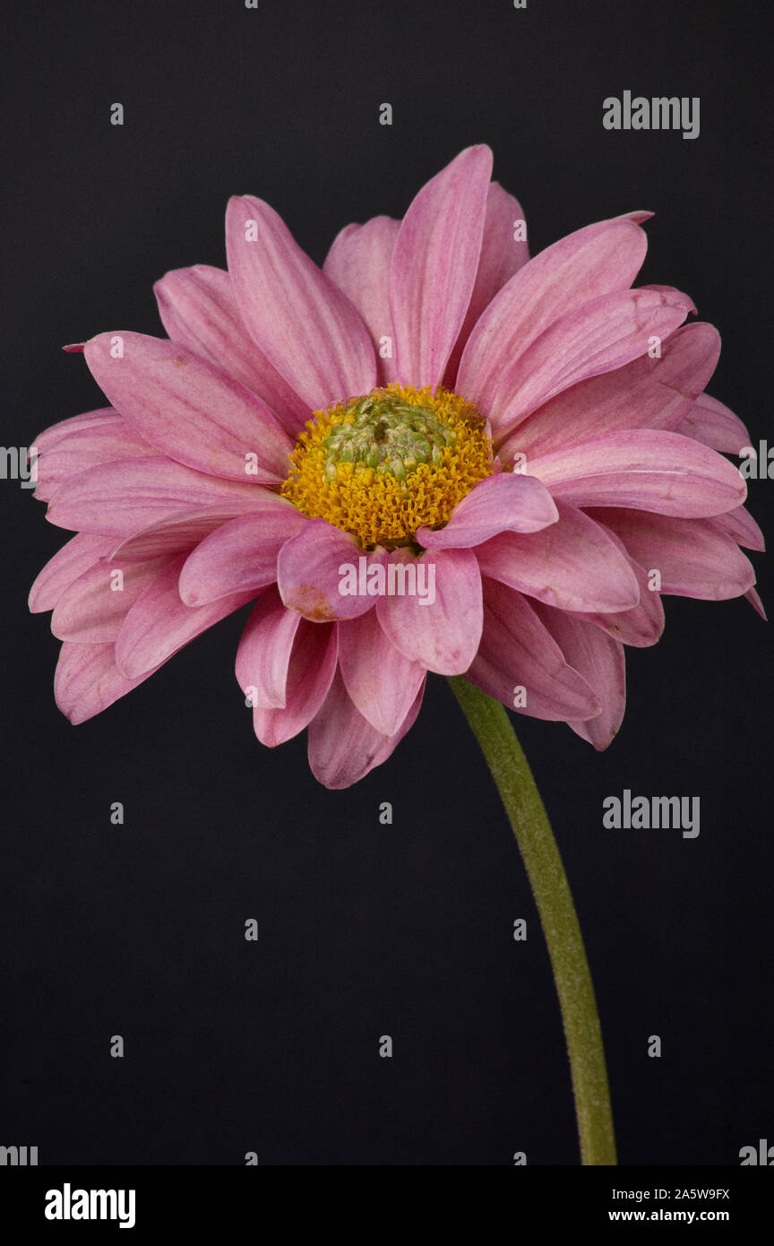 Flower on black background Stock Photo