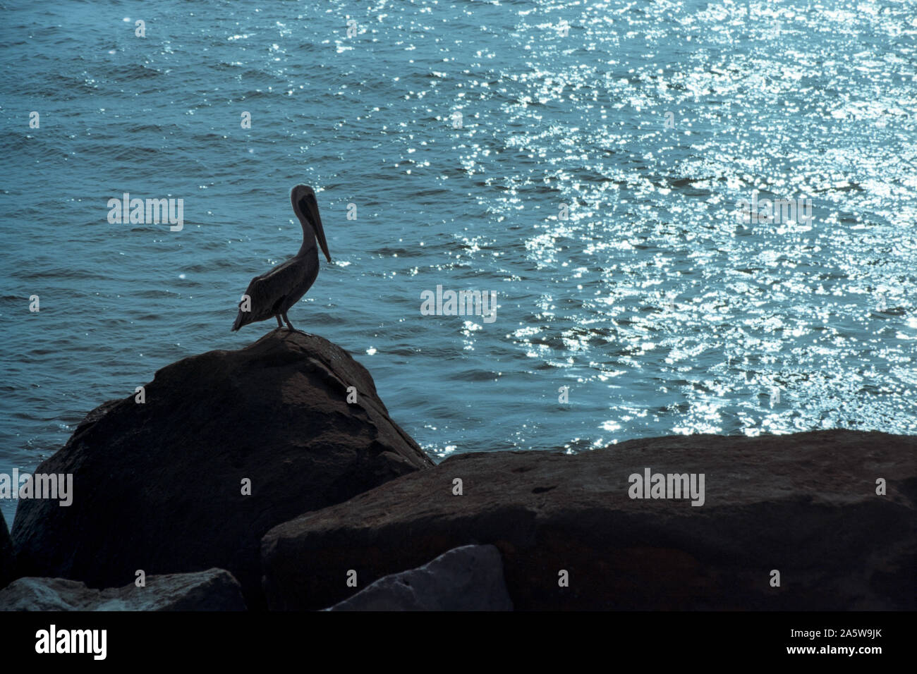 A brow pelican on the breakwater rocks of Coatzacoalcos river, Veracruz, Mexico. Film capture. Stock Photo