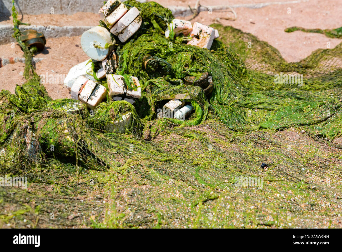 View of old fishing net full of green ooze or seaweed on sandy bank Stock Photo