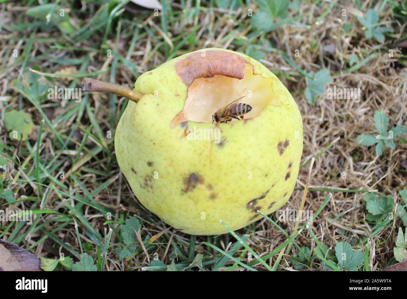 The picture shows a bee on a pear. Stock Photo