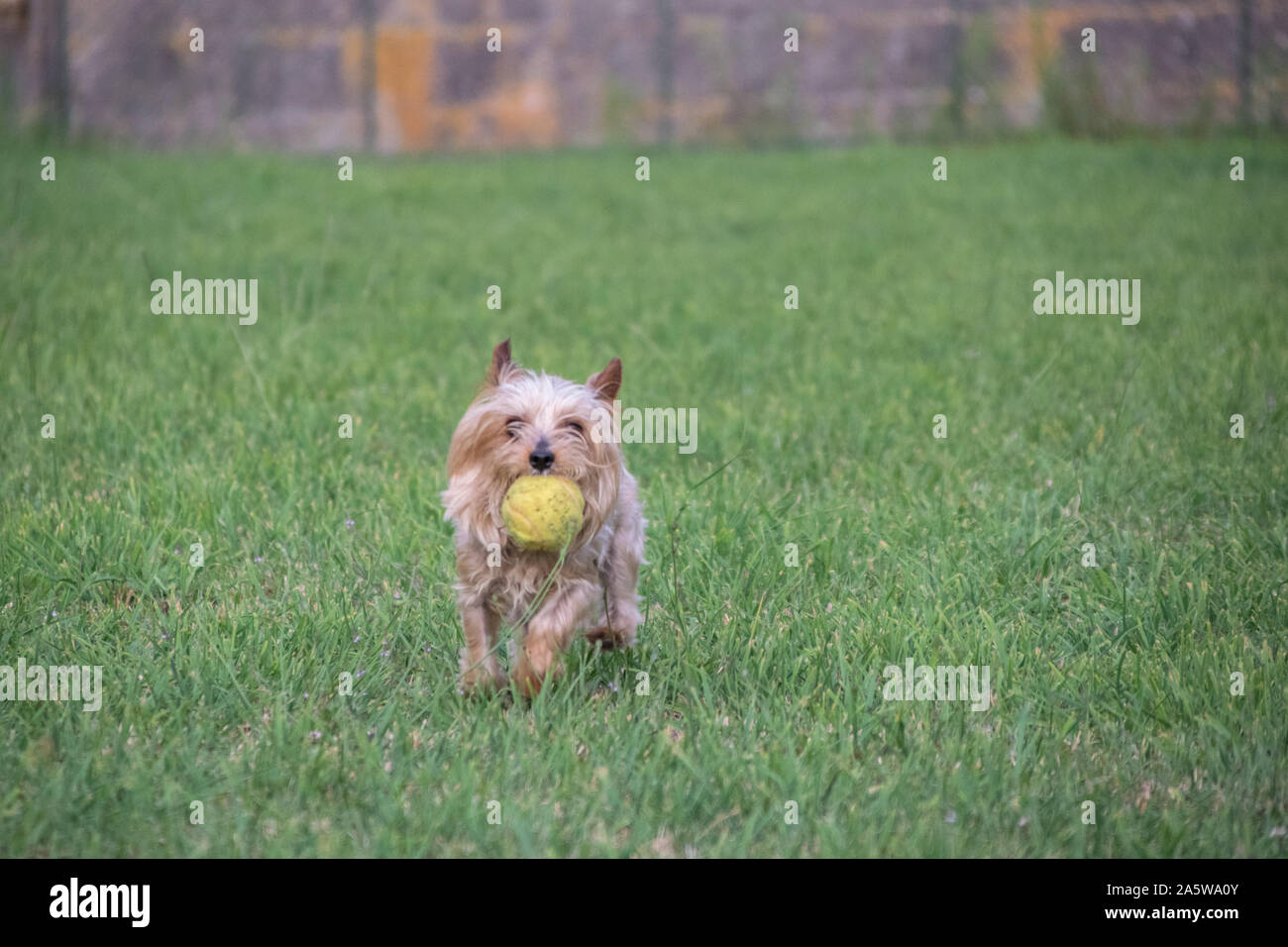 Dog with a tennis ball in his mouth hi-res stock photography and images ...