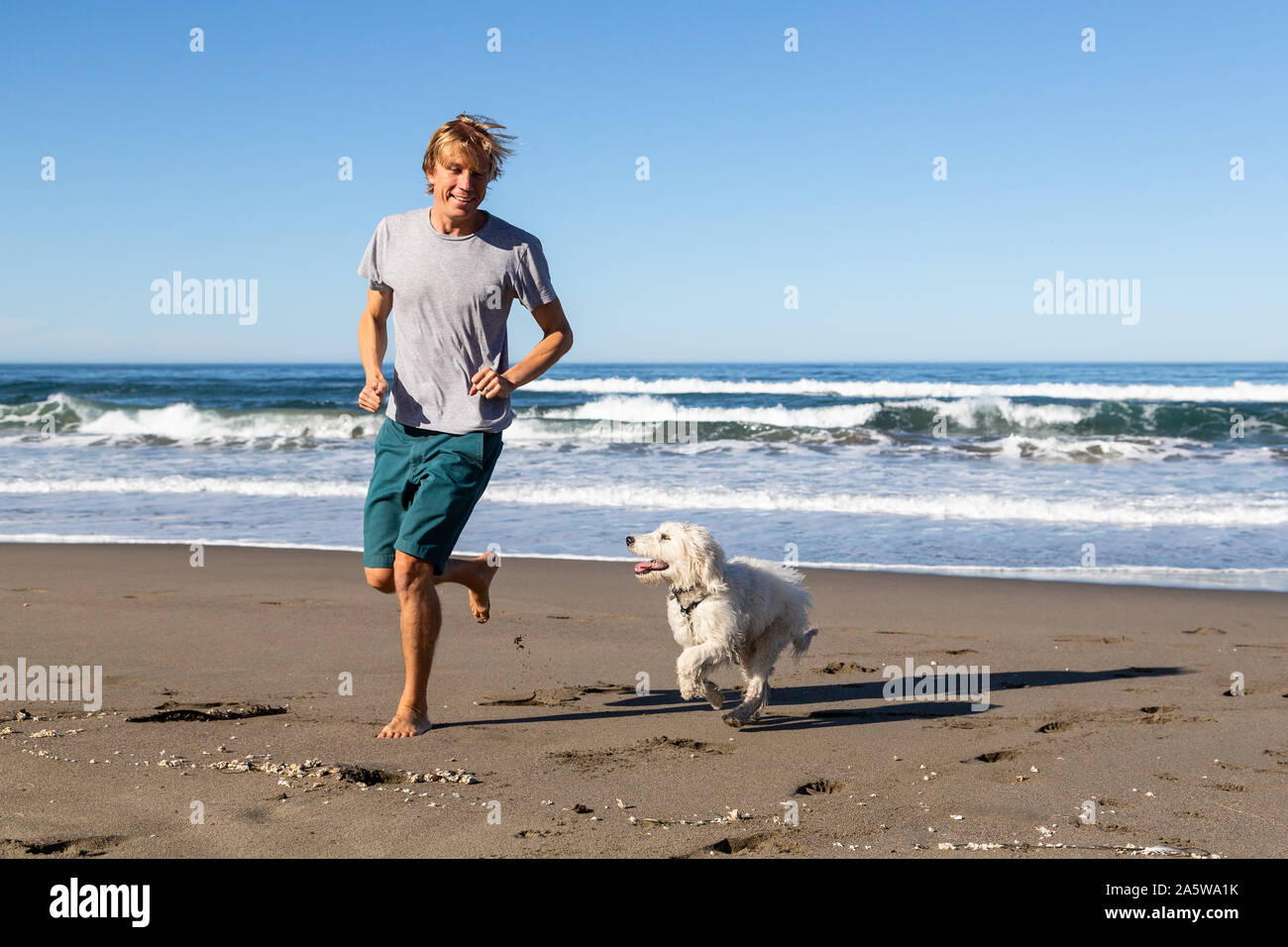 A young man runs on the beach with his happy English Cream Goldendoodle puppy. Stock Photo