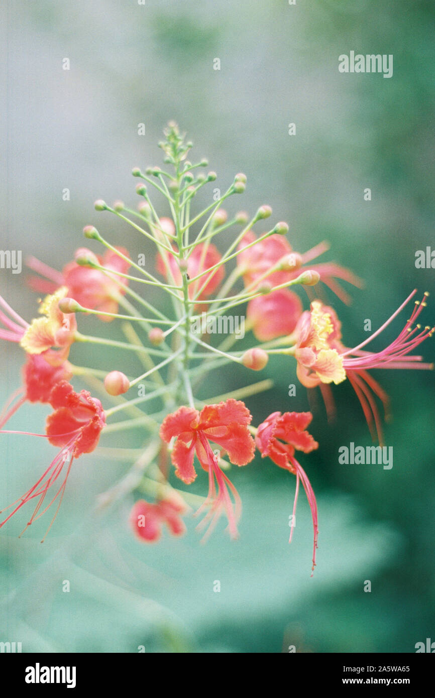 Flowering hibiscus plant. Made on 35mm film. Stock Photo