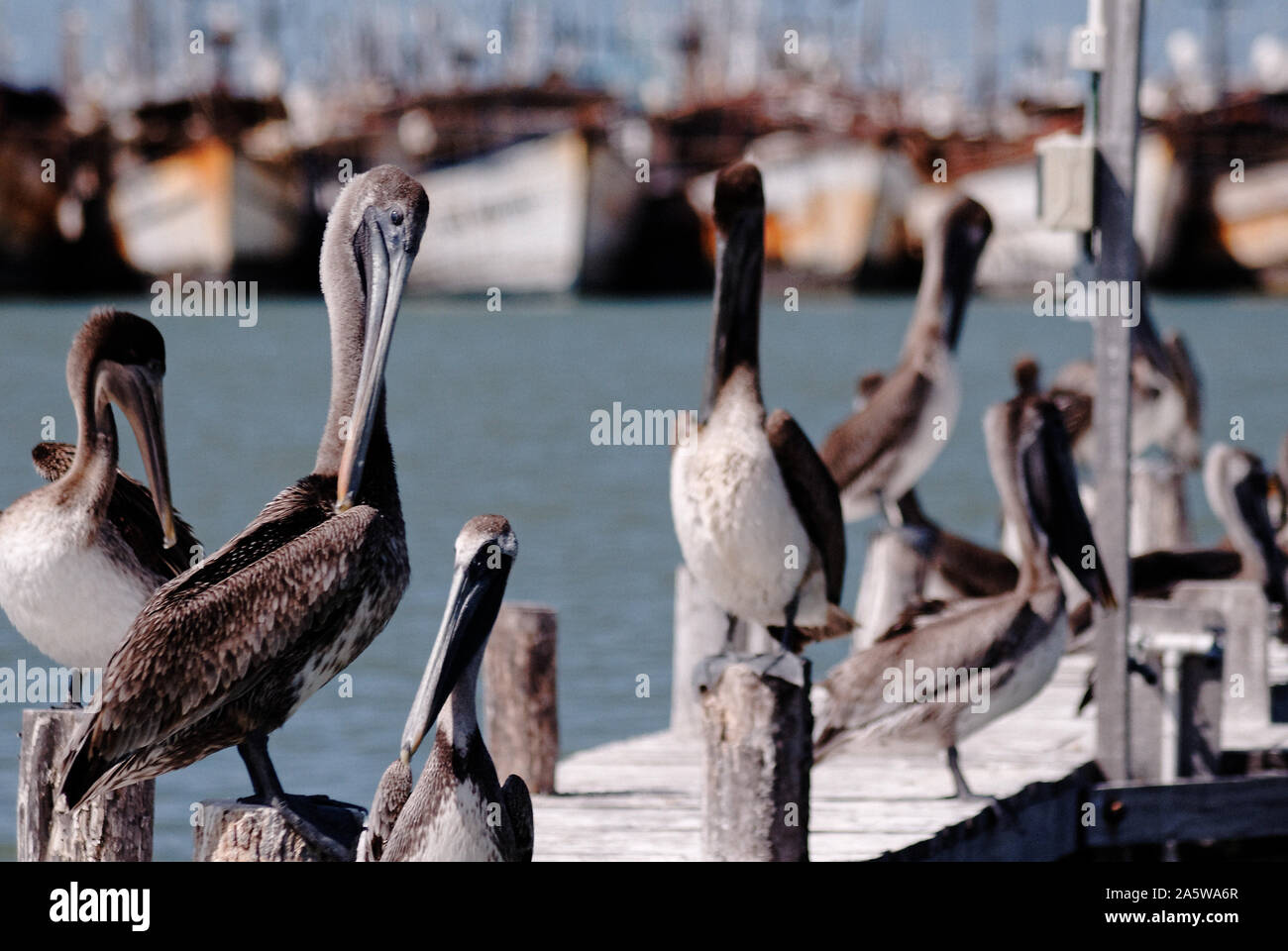 Progreso, Yucatan, Mexico - February 26, 2012: Brown pelicans rest at the pier. Fishing boats on the background Stock Photo