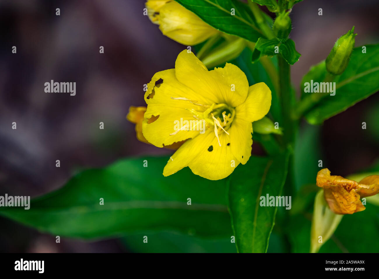 Evening Primrose Flower in Bloom Stock Photo Alamy