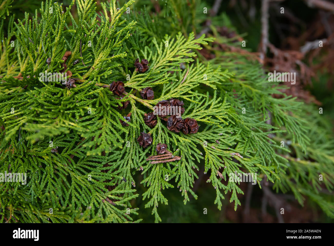 False Cypress Leaves and Cones in Winter Stock Photo