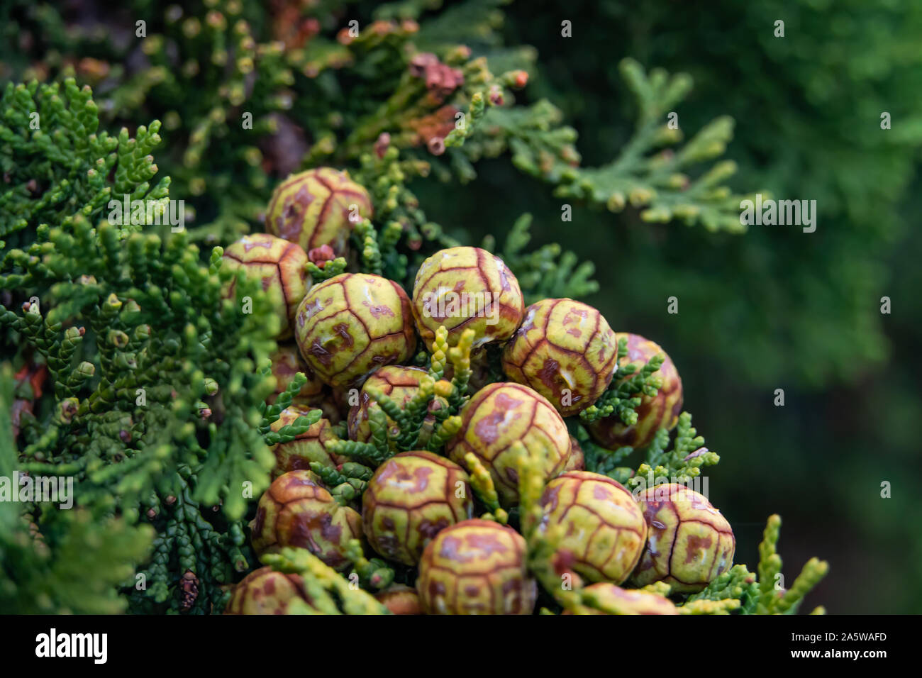 False Cypress Cones in Autumn Stock Photo