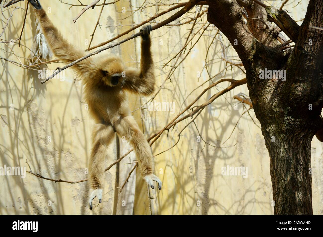 a white gibbon jumping in a tree Stock Photo Alamy
