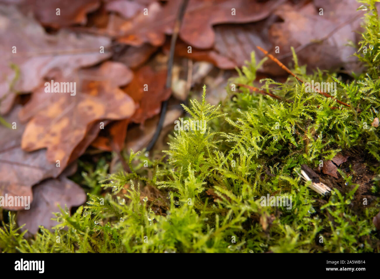 does moss grow in winter