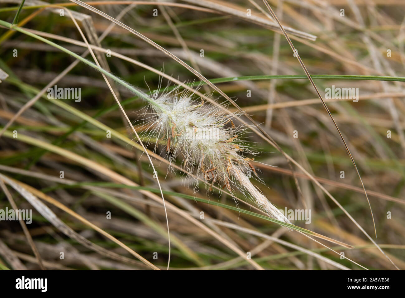 Feathertop Grass Inflorescence in Autumn Stock Photo