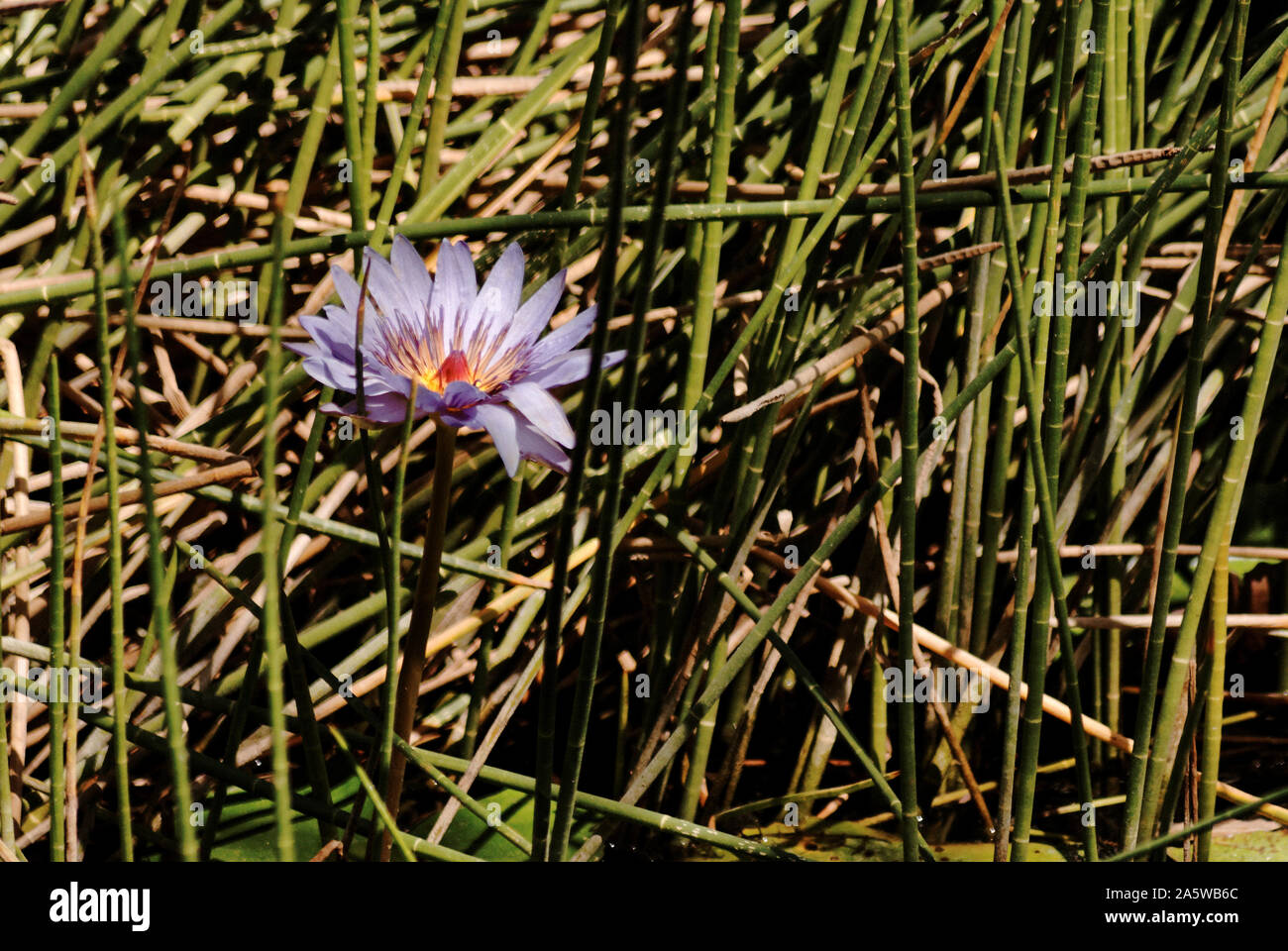 Blue star water lily hi-res stock photography and images - Alamy