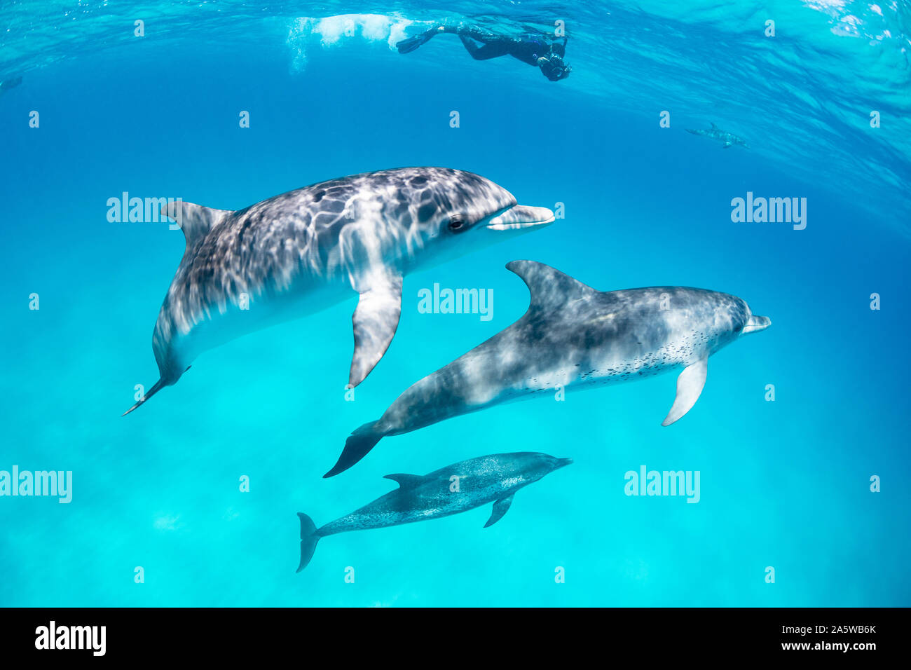 Several Atlantic Spotted Dolphins (Stenella frontalis) swim below the ocean surface in this underwater photo from Bimini, Bahamas. A snorkeler shoots Stock Photo