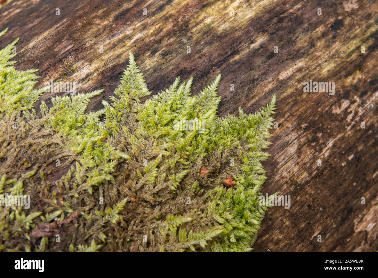 Fern Moss Growing in Winter Stock Photo