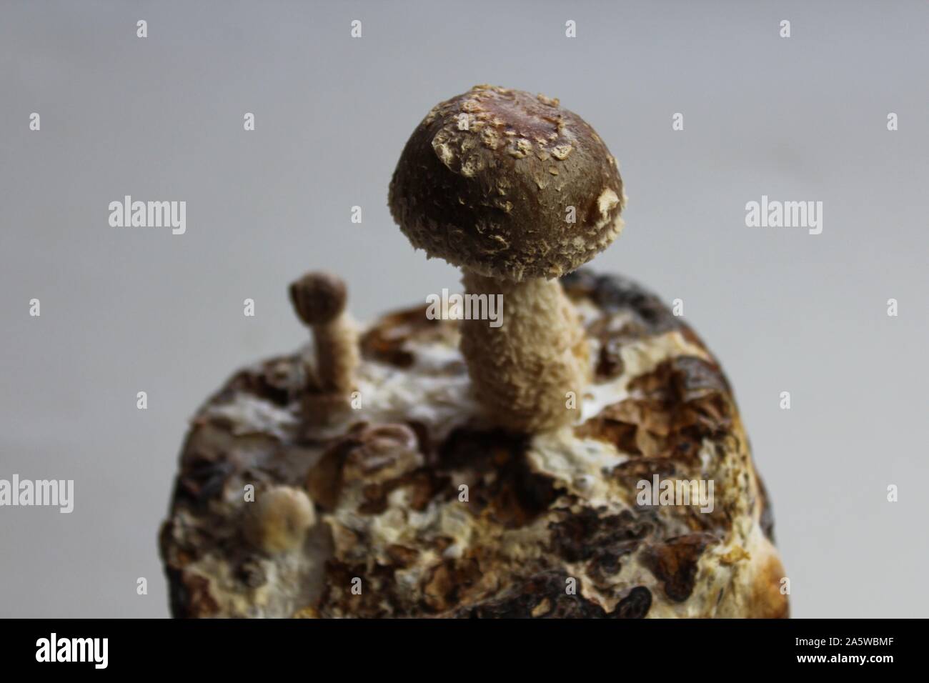 The picture shows shiitake on a mushroom substrate Stock Photo Alamy