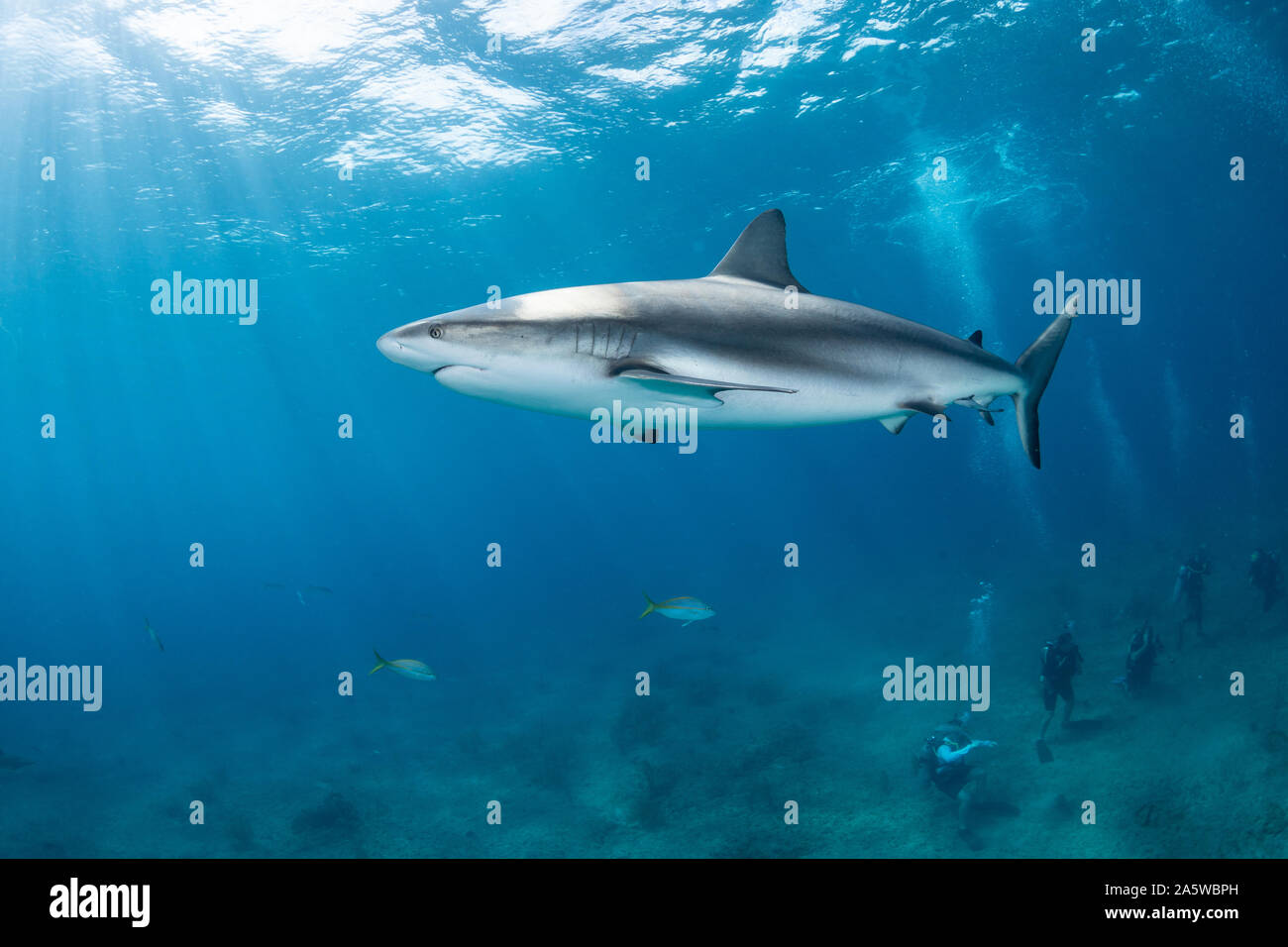 A Caribbean Reef Shark (Carcharhinus perezii) swims over scuba divers during a baited shark dive at Triangle Rock in Bimini, Bahamas. Stock Photo