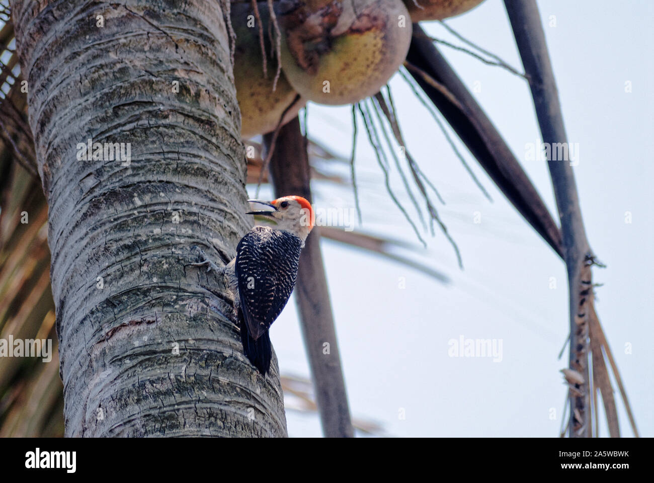 Coatzacoalcos, Veracruz, Mexico - April 24, 2014: Golden-fronted woodpecker on a coconut palm tree Stock Photo