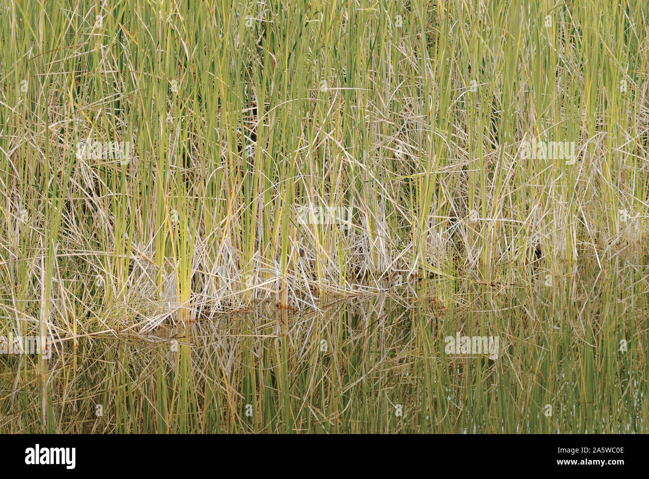 Grass growing on water, detail Stock Photo