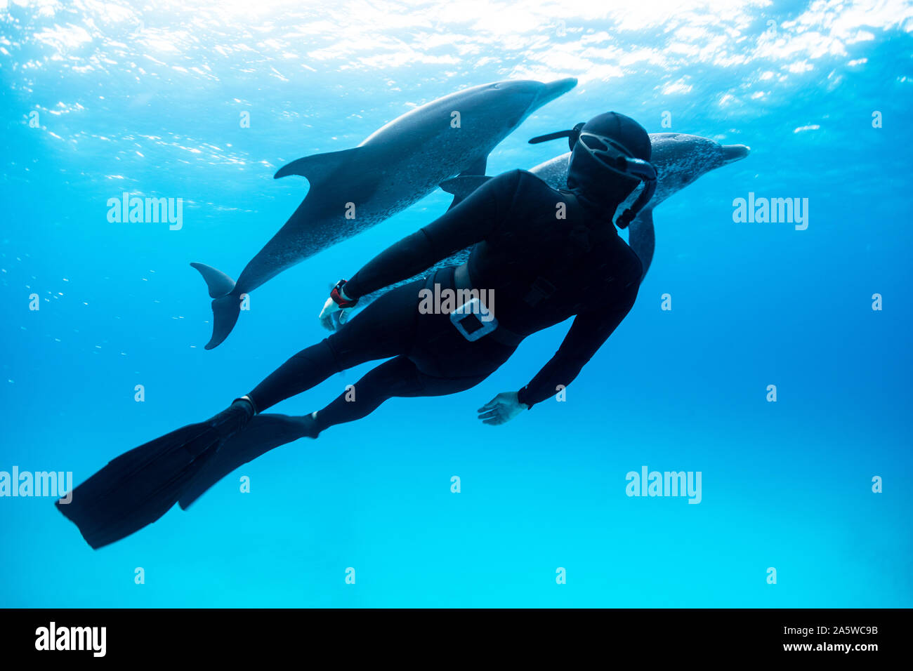 A woman freediving swims with two Atlantic Spotted Dolpins (Stenella frontalis) in Bimini, Bahamas. Stock Photo