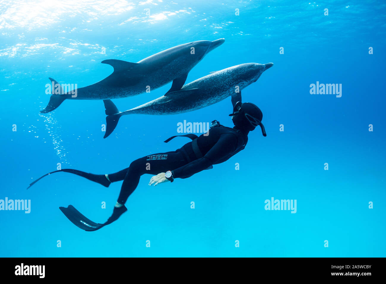 A woman freediving swims with two Atlantic Spotted Dolpins (Stenella frontalis) in Bimini, Bahamas. Stock Photo
