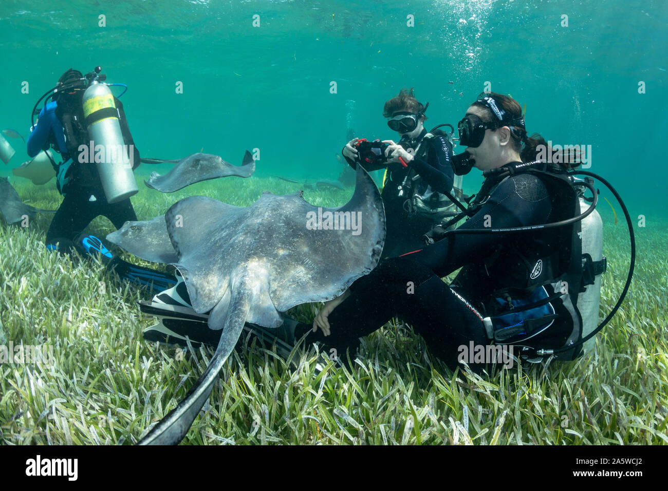 Scuba divers watch southern stingrays (Hypanus americanus) swim around the shallow seagrass beds during a feeding dive. Stock Photo
