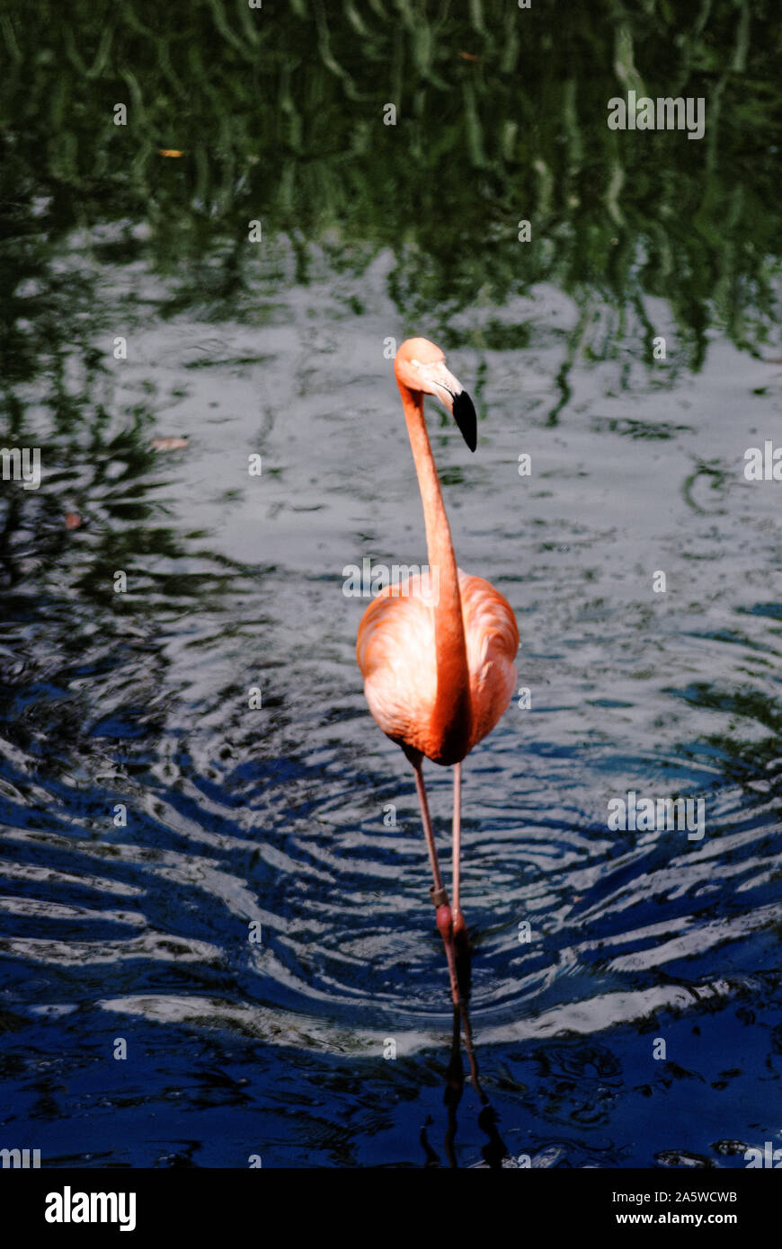 Caribbean Flamingo Mexico High Resolution Stock Photography And