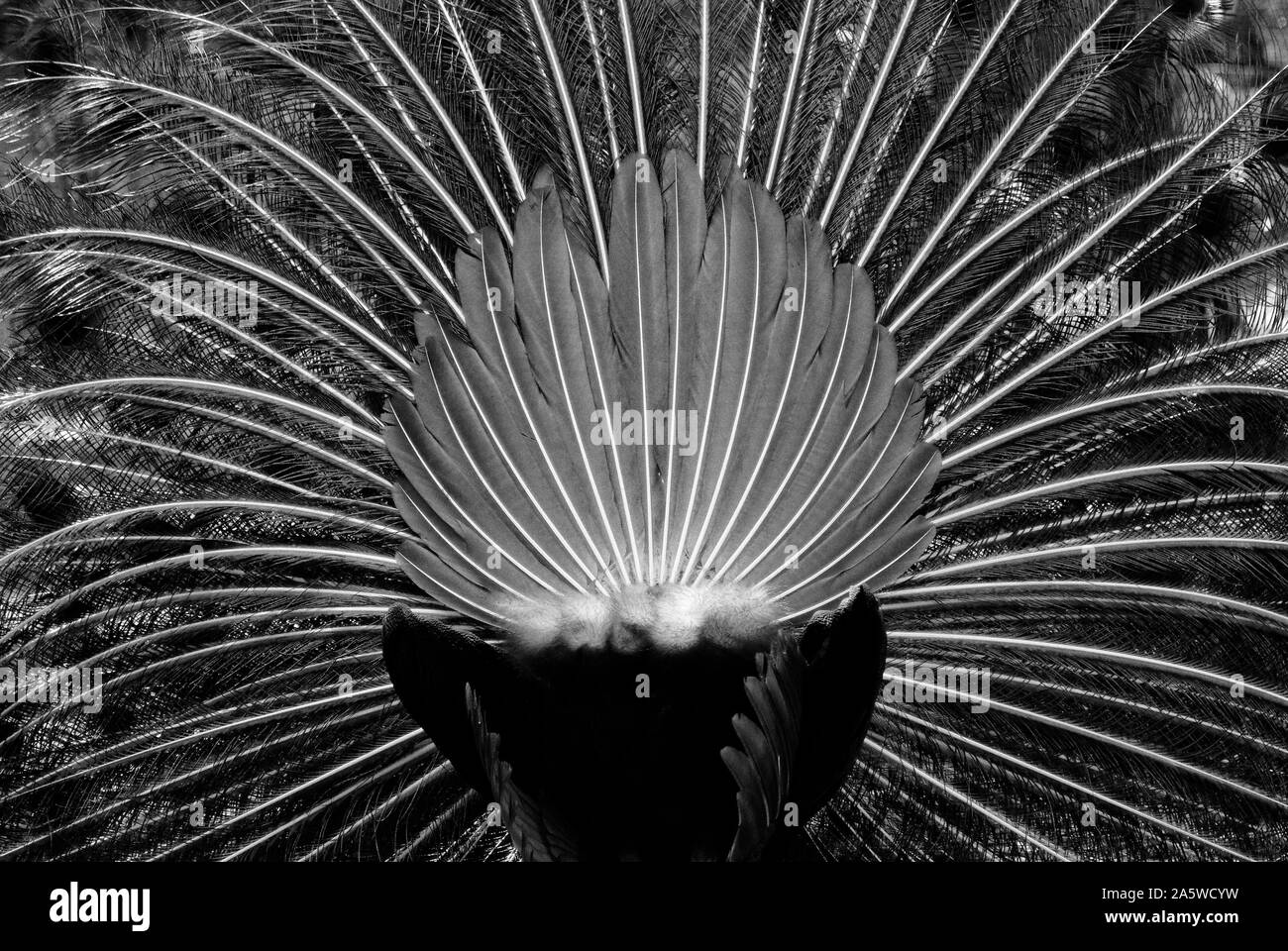 Merida, Yucatan, Mexico - February 11, 2012: Rear view of indian peafowl feathers fan. Black and white. Stock Photo