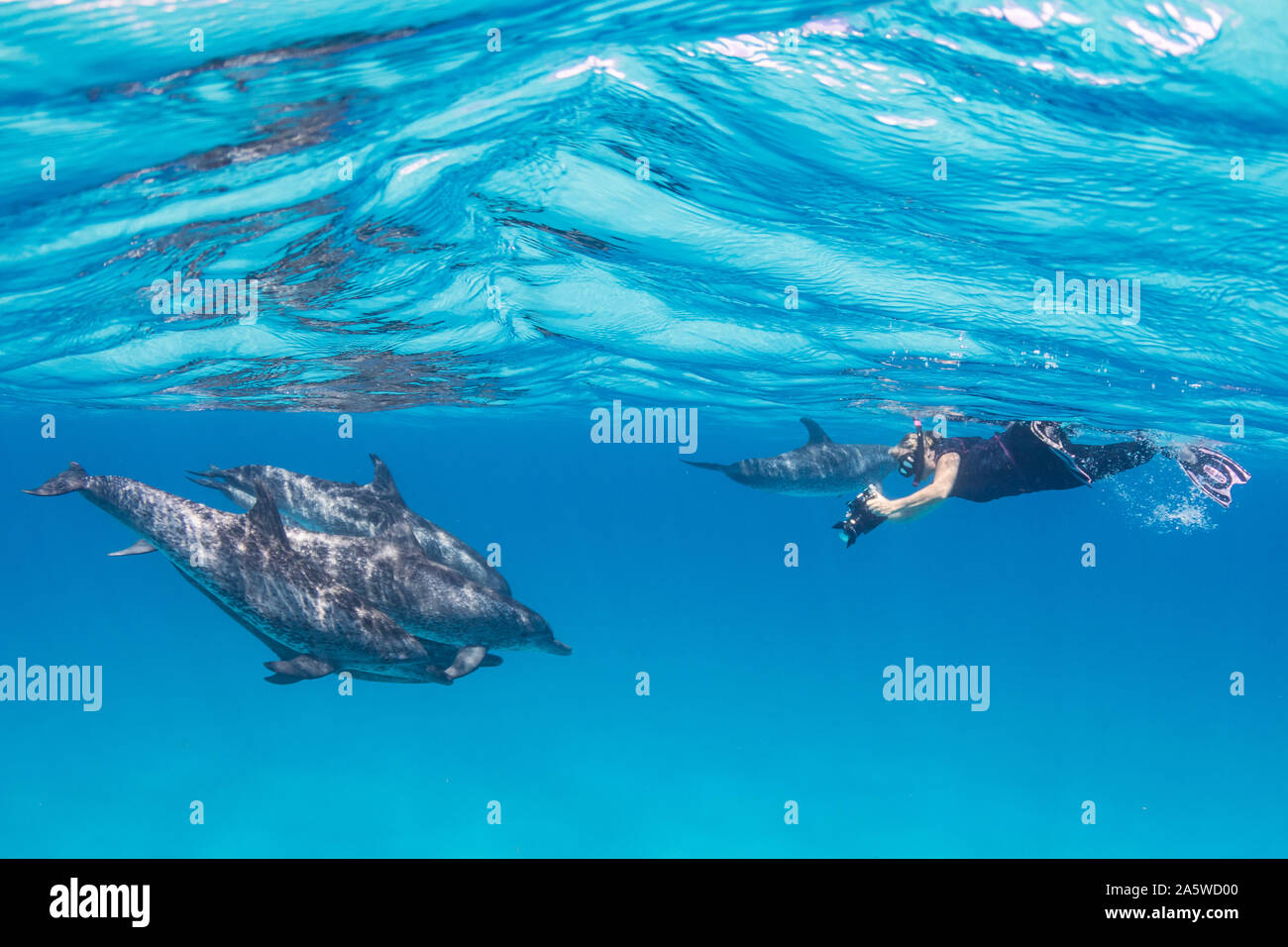 A snorkeler captures photos of a pod of Atlantic Spotted Dolphins (Stenella frontalis) in Bimini, Bahamas. Stock Photo