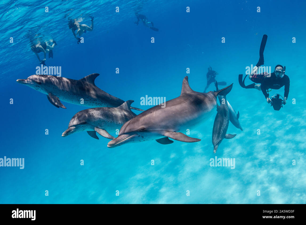 A pod of friendly Atlantic spotted dolphins (Stenella frontalis) swims through a group of snorkelers with underwater cameras in the waters of the Baha Stock Photo