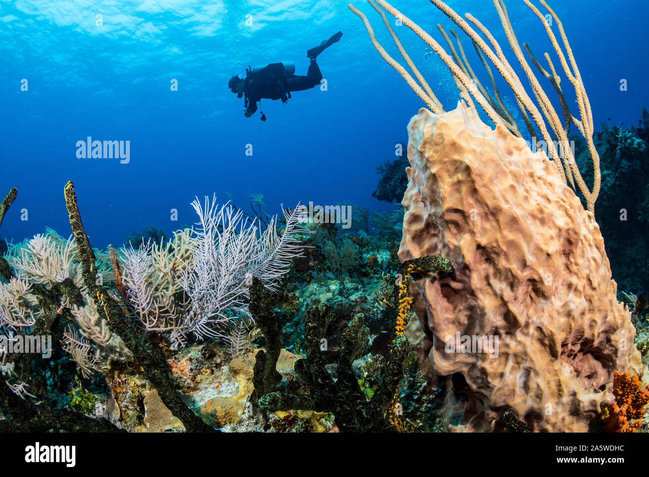 A scuba divers swims over a vibrant coral reef in the Caribbean of Bimini, Bahamas. Stock Photo