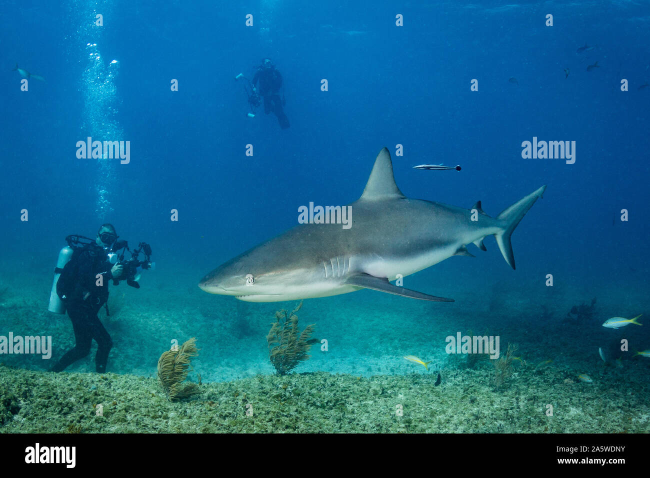 A Caribbean Reef Shark (Carcharhinus perezii) swims past scuba divers and underwater photographers during this shark dive in Bimini, Bahamas. Stock Photo