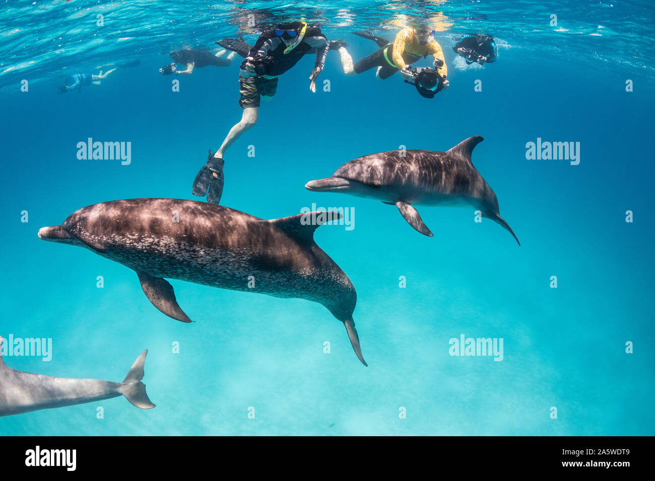 Underwater photographers capture photos of dolphins swimming off the coast of Bimini, Bahamas. Stock Photo