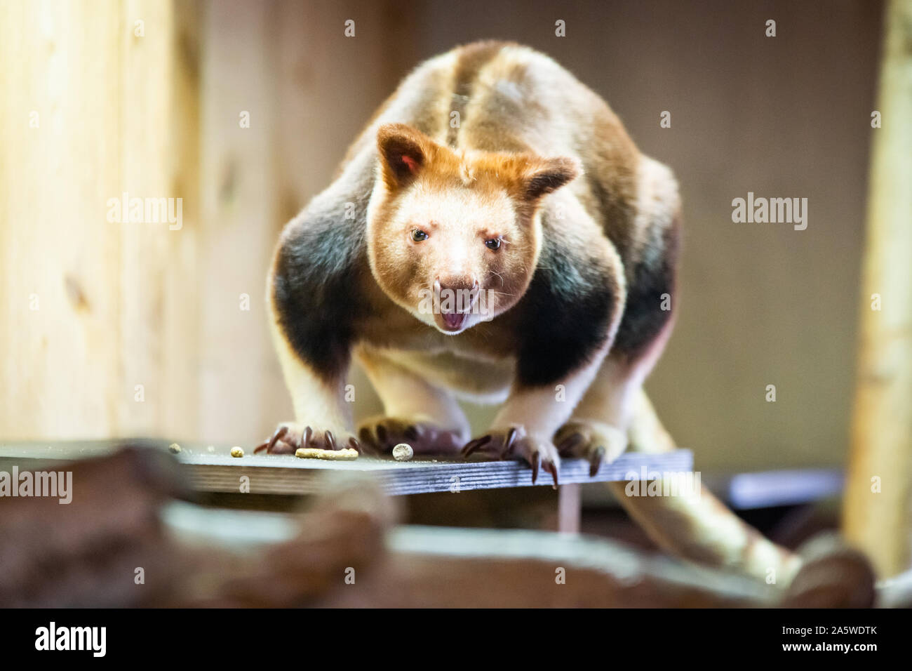 Bristol, UK. 10 October 2019. Goodfellow's treekangaroo (Dendrolagus goodfellowi) also called