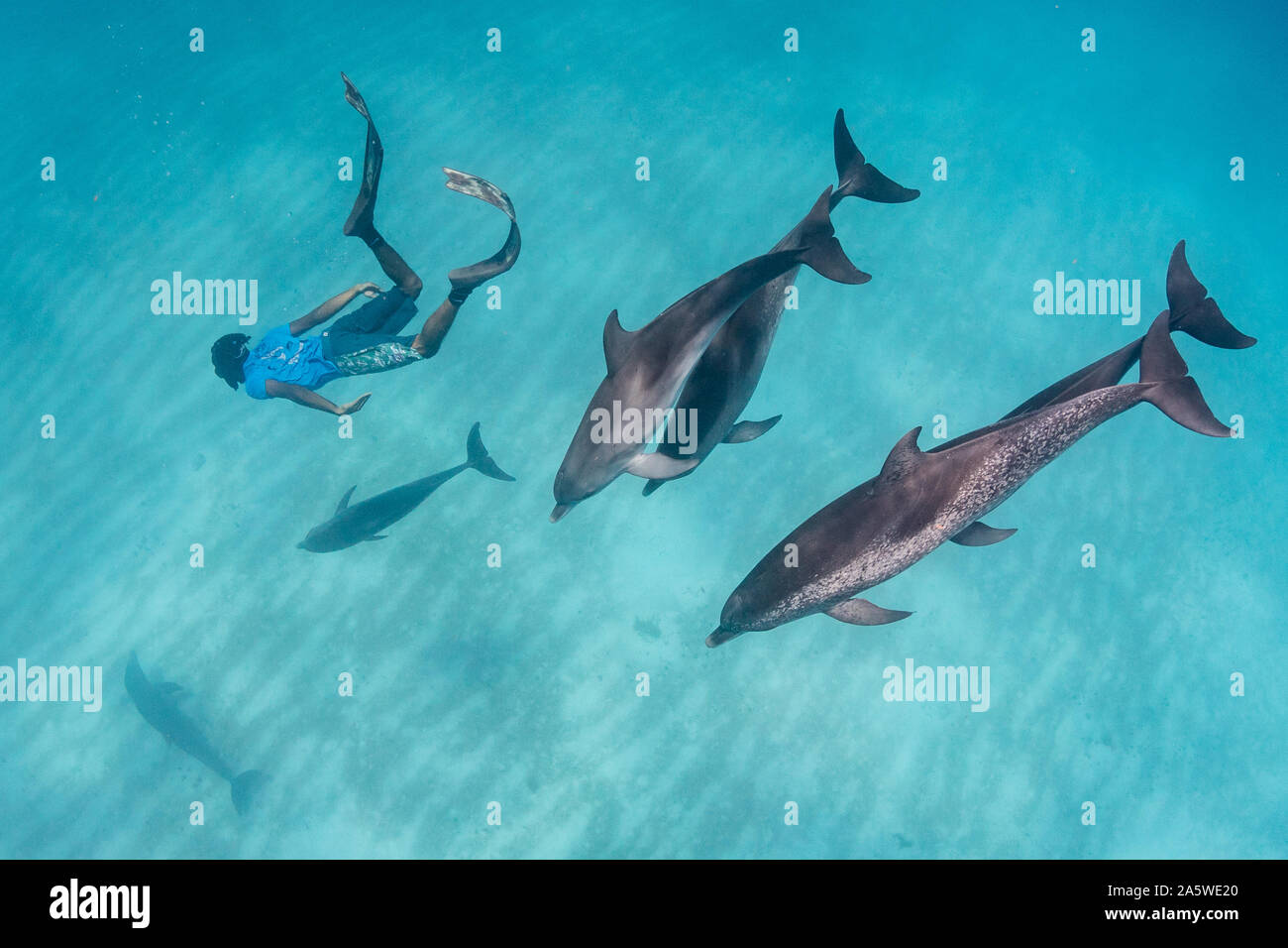 A man freedives down to swim with a pod of Atlantic Spotted Dolphins (Stenella frontalis) off Bimini, Bahamas. Stock Photo