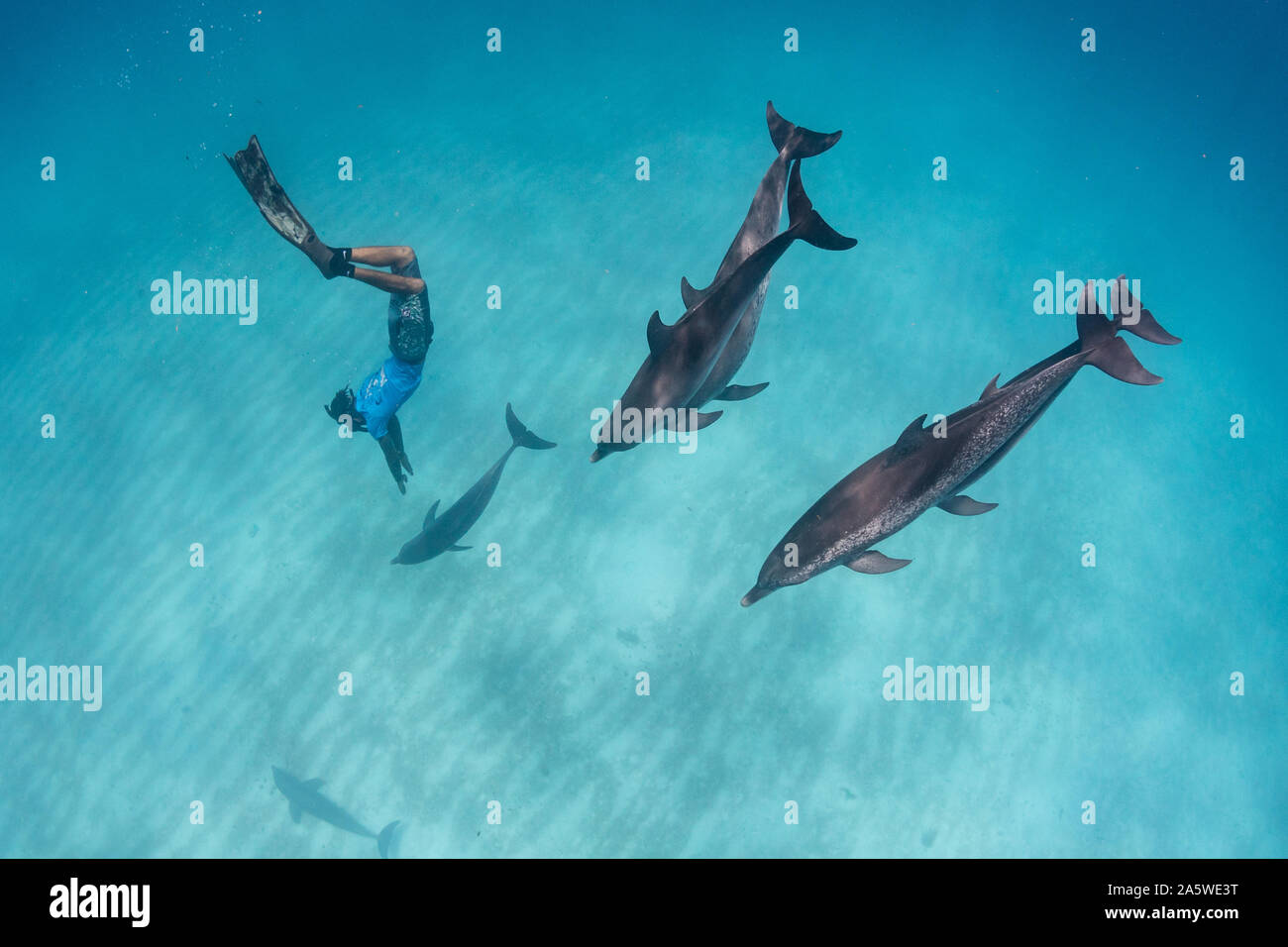 A man freedives down to swim with a pod of Atlantic Spotted Dolphins (Stenella frontalis) off Bimini, Bahamas. Stock Photo