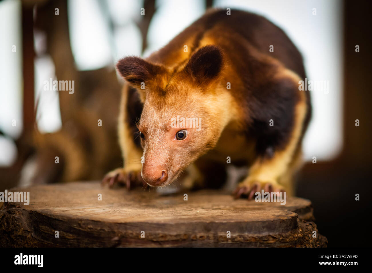 Bristol, UK. 10 October 2019. Goodfellow's treekangaroo (Dendrolagus goodfellowi) also called