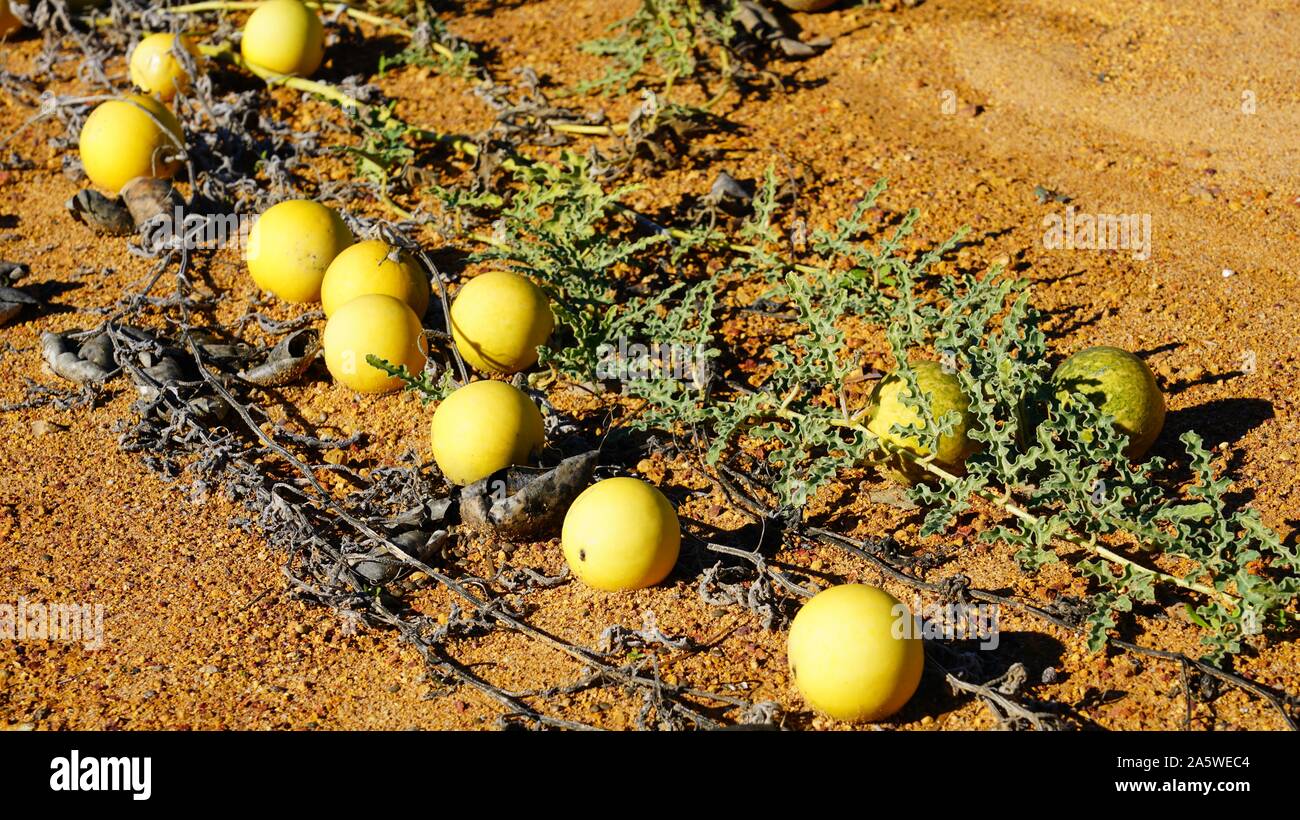 View of wild paddy melon (citrullus lanatus), an invasive species related to watermelon growing wild on roadsides in Western Australia Stock Photo