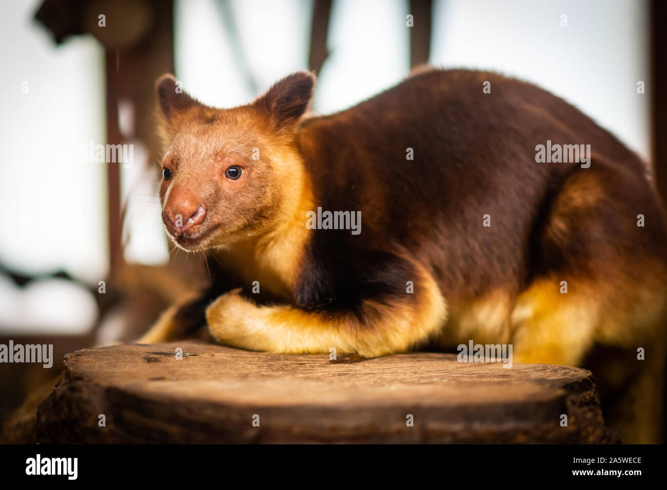 Bristol, UK. 10 October 2019. Goodfellow's treekangaroo (Dendrolagus goodfellowi) also called